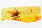 Detailed Fossil Spider, Mite, and Wood Gnat In Baltic Amber #339454-1